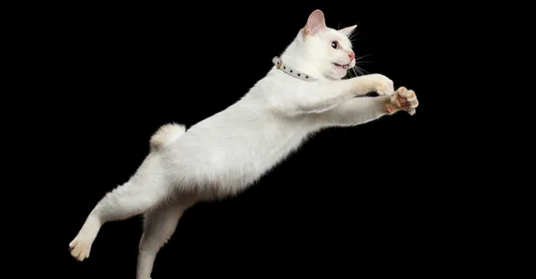 Essential Preparatory Exercises to Build Strength and Flexibility for Cat Leaps